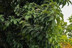 Image result for Ficus craterostoma