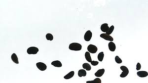 We did not find results for: Slow Motion Black Coffee Beans Dropping And Smoothly Drowning In Clear Water 1804203 Stock Video At Vecteezy