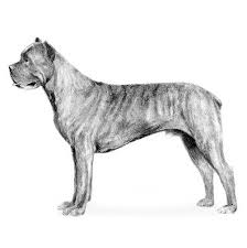 As for europe, america and the rest of the. Cane Corso Dog Breed Information