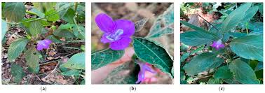 Image result for Cissus welwitschii