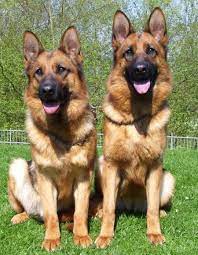 How Much Do German Shepherds Usually Cost Dog Breeds German Shepherd Dogs German Shepherd