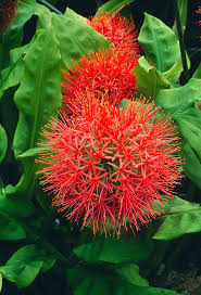 Image result for Scadoxus multiflorus