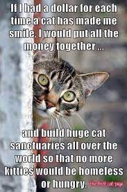 I Love This I Would Definitely Do The Same Every Little Kitty Needs A Home To Have A Family That Loves Them Rescuecats Cats Crazy Cats Kittens