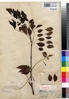 Image result for Millettia eetveldeana