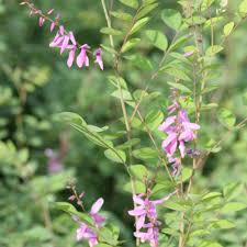 Image result for Indigofera subargentea