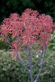Aloe Botanischer Garten Catania Botanic Garden Catania Botanischer Garten Palmenarten Tropische Pflanzen