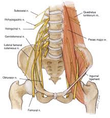 Some causes of a groin strain are overuse or receiving a blow to the adductor muscles. Injury Of The Month Hip Groin Pain Physio Remedies Physiotherapy Sports Massage London W1 Mayfair Green Park Berkeley Square
