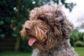 We did not find results for: The Lagotto Romagnolo Club Of Great Britain Home Facebook