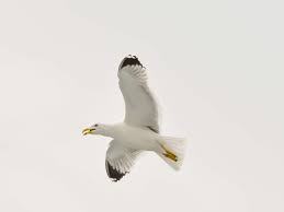 Big Black Bird With White Wing Tips Beach Bird Elegant Feather Flying Grace Gull Nature Sea Seagull Symbol Water White Wildlife Wing Wallpaper
