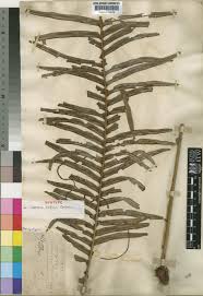 Image result for Blechnum attenuatum