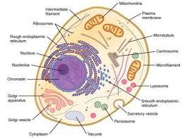 Maybe you would like to learn more about one of these? Draw A Neat Labelled Diagram Of An Animal Cell