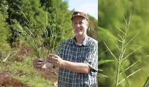 Each pesticide has different properties and toxicological effects. Monograph Of Diplachne Poaceae Chloridoideae Cynodonteae