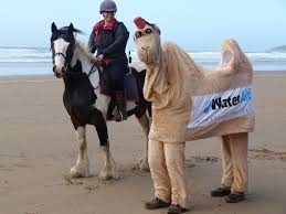 Praesent auctor tellus non bibendum mollis. Journey In Life A Camel Is A Horse Designed By A Committee NghÄ©a La Gi