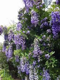 Purple wisteria tree in texas. Texas Mountain Laurel Texas Sized Yes I Know It Looks Like Wisteria But It S Not Texas Mountain Laurel Plants Planting Flowers