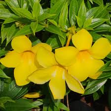 Image result for Allamanda schottii