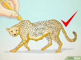 How to draw a cheetah running easy step by step for. How To Draw A Cheetah 13 Steps With Pictures Wikihow