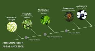 Check spelling or type a new query. Research Using Liverworts Sainsbury Laboratory