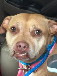 Who is the owner of the lost dog found in Columbia, SC?