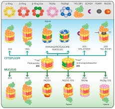 Proteasome inhibitors are one of the most important classes of agents to have emerged for the treatment of multiple myeloma in the past two decades, and now form one of the backbones of. Ijms Free Full Text Cellular Responses To Proteasome Inhibition Molecular Mechanisms And Beyond Html