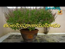 goddess tulasi holy basil significance of tulasi puja srikanth sharma bhakti youtube goddess tulasi holy basil significance of tulasi puja srikanth sharma bhakti