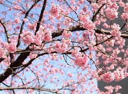 Cherry blossom festivals are held in such during the peak of the blooming season, the japanese people and tourists alike attend festivals and engage in hanami, or picnics beneath the cherry trees. 16 Amazing Facts On Cherry Trees In Japan Japan Experience