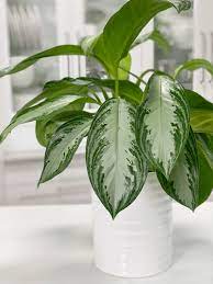 The size of your chinese evergreen will be limited by the size of your pot, but given the ideal conditions some varieties like aglaonema silver bay can grow to 3 foot tall and 3 foot wide, however, you can prune and divide plants easily to keep them to your desired size if this is too large. Aglaonema Silver Bay Chinese Evergreen Care Difficulty Easy Amiesue Com