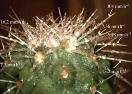 In 1959 the international yard and pound agreement (between the united states and countries of the commonwealth of nations) defined a yard as being exactly 0.9144 50ft. Hierarchical Structures Of Cactus Spines That Aid In The Directional Movement Of Dew Droplets Philosophical Transactions Of The Royal Society A Mathematical Physical And Engineering Sciences