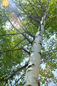 White Birch Trees For Sale Near Me 