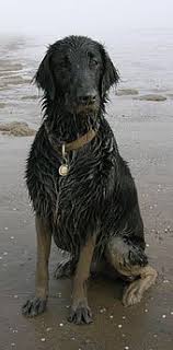 4 beautiful flat coated retriever male pups can be seen with their mother. Flat Coated Retriever Wikipedia