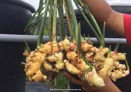 Dan kalangan ilmuwan juga dituntut untuk melakukan penelaahan mendalam mengenai khasiat madu dan mampu menggunakannya dalam cakupan yang lebih luas. Khasiat Caroma Bentong Ginger Dengan Teh Lemon Madu