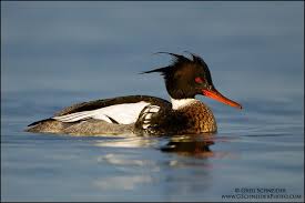 Red Bird With Spiky Hair Photo Red Breasted Merganser Drake Swimming Following A Dive Bird Life List Pet Birds List Of Birds