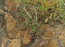 Image result for Indigofera melanadenia