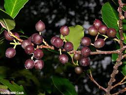 We did not find results for: Cherry Laurel Fruits Information Wiki Fandom