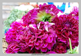 Maybe you would like to learn more about one of these? Flowers From South America Dailyphoto Chennai