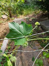 Image result for Sicyos