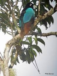 Papua New Guinea Blue Bird Of Paradise Pin On Paradisaeidae Ave Do Paraiso