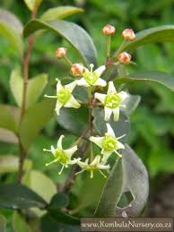 Image result for Putterlickia