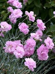Incredible Edible Flowers Dianthus Flowers Carnation Plants Flower Landscape