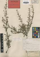 Image result for Indigofera paniculata