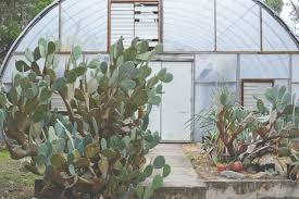 Introduction there are some epiphytic cacti that thrive as houseplants, such as the well known christmas cactus. 7 Utah Greenhouse Growing Secrets For Success Millcreek Gardens