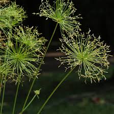 Image result for Cyperus prolifer