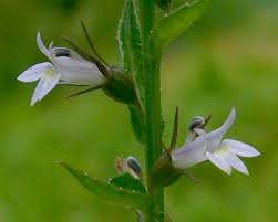 Image result for Lobelia lobata