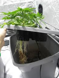 Check spelling or type a new query. Cannabis Root Rot How To Identify Get Rid Of It Quickly