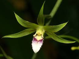 Image result for Eulophia angolensis