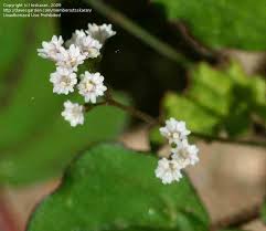 Image result for Boerhavia erecta
