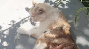 my beautiful cat malvina