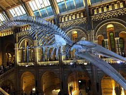 Dinosaur Exhibition Natural History Museum London Traveller Reviews Tripadvisor