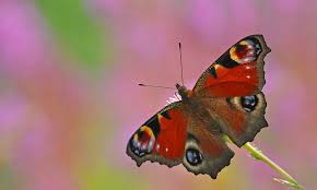 Attenborough Watching Butterflies Is Good For You