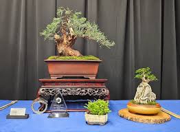 Image result for Premna velutina