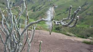 Image result for Cynanchum